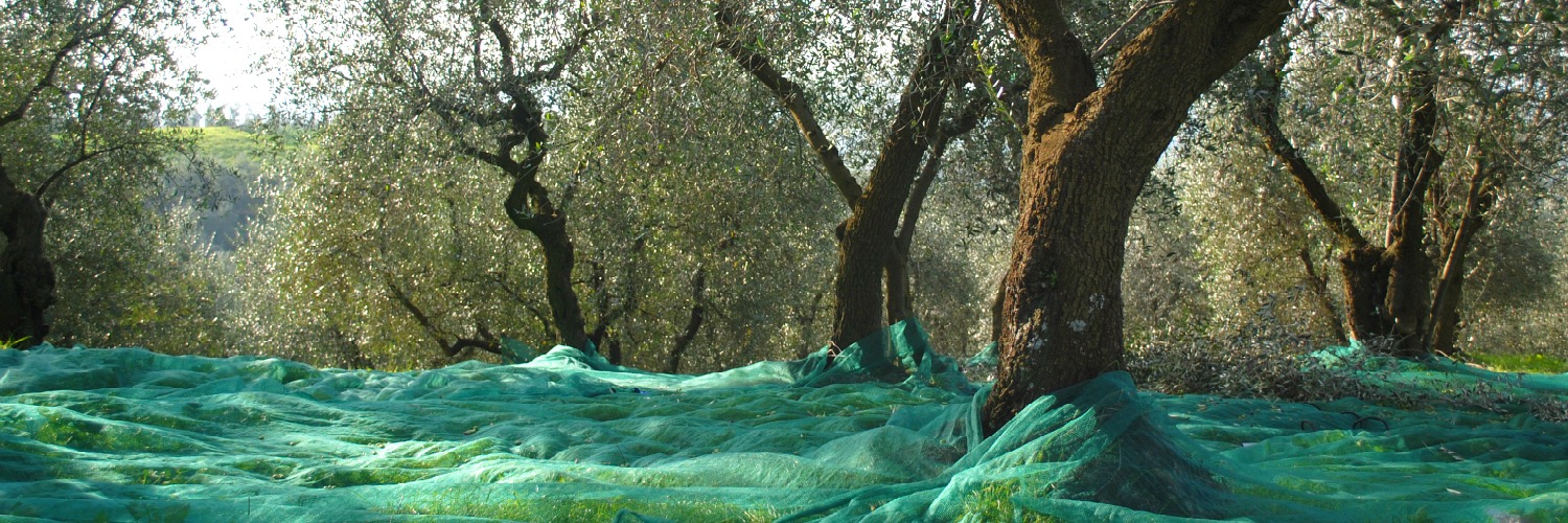 Extra virgin Olive Oil OF GREECE CATSACOULIS S.A.