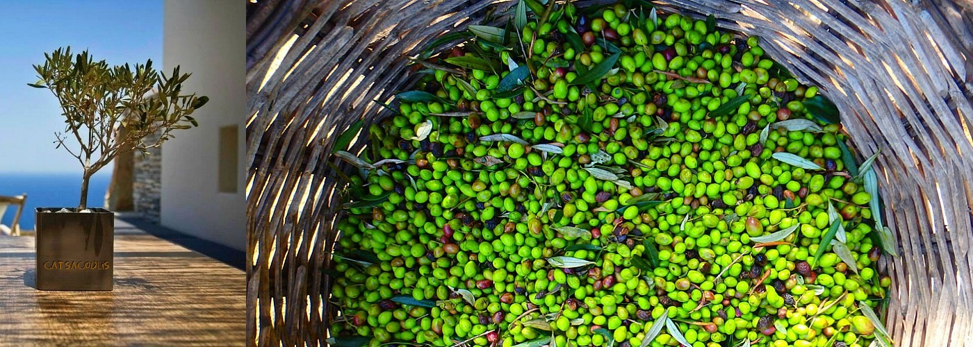 OLIVE OIL OF GREECE CATSACOULIS S.A.