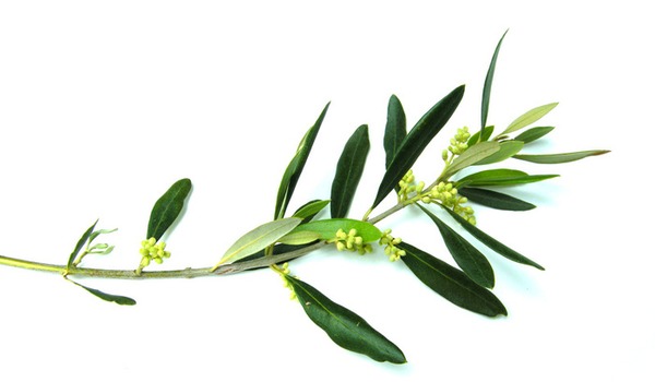 Extra Virgin Olive Oil CATSACOULIS S.A.